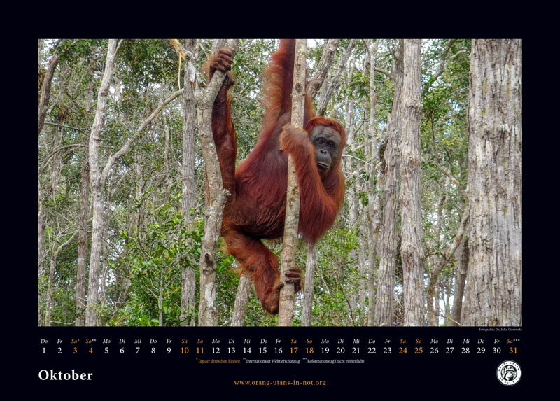Kalenderseite für den Monat Oktober. Ein erwachsener Orang-Utan hängt an einem Baumstamm.