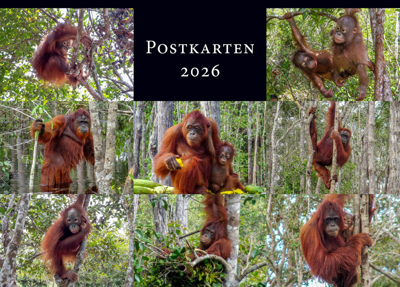 Postkartenseite des Kalenders mit acht Motiven der Monatsseiten im Postkartenformat. Alle Motive zeigen Orang-Utans im Regenwald.