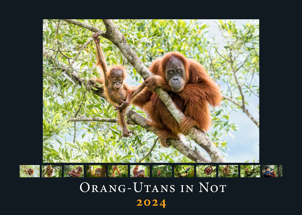 Titelseite des Kalenders: Im Zentrum ist ein Bild, das eine Orang-Utan-Mutter mit ihrem Kind zeigt. Die Tiere hängen gemeinsam in einer Baumkrone. Darunter sind kleine Vorschaubilder der übrigen Monatsseiten abgebildet. Unten steht "Orang-Utans in Not 2024".