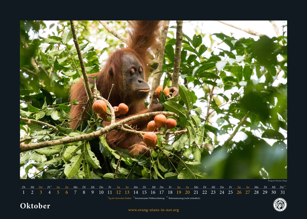 Titelseite des Monats Oktober: Ein Orang-Utan sitzt gemütlich in einem Baum. Vor ihn hängen viele Feigen an einem Ast, die er interessiert begutachtet.