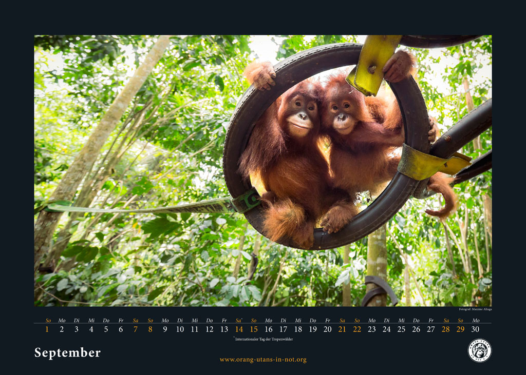 Titelseite für den Monat September: Zwei junge Orang-Utans sitzen gemeinsam in in einer Reifenschaukel auf dem Orang-Utan-Spielplatz und schauen in die Kamera.