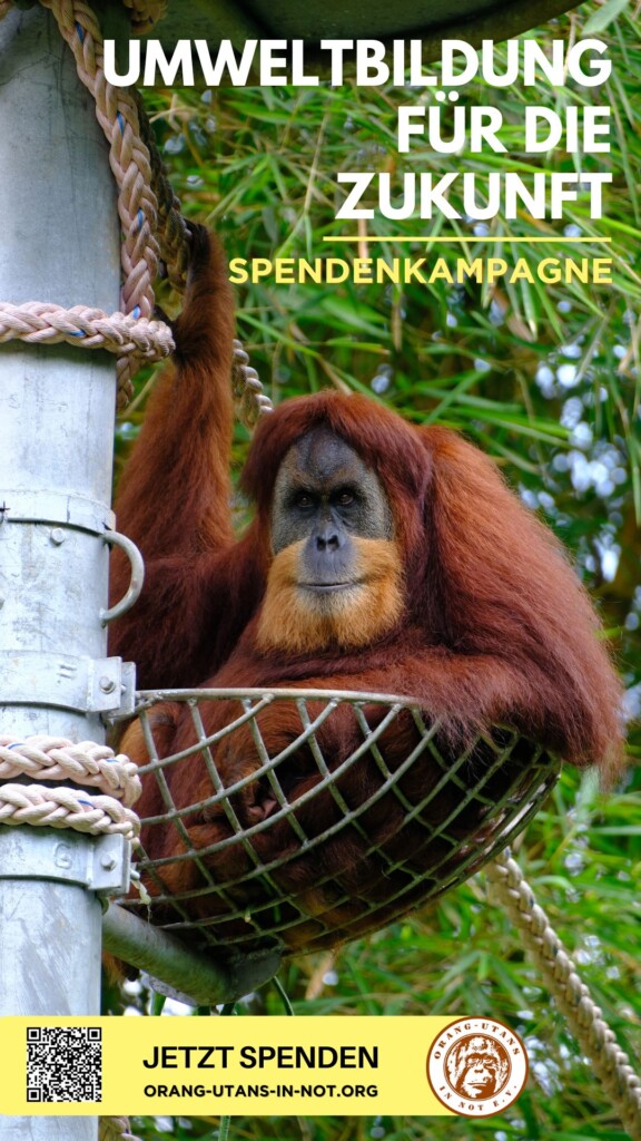 Flyer zur Spendenkampagne: Oben steht:" Umweltbildung für die Zukunft – Spendenkampagne"; Unten steht: "Jetzt Spenden". Der Hintergrund besteht aus einem Bild, das einen Orang-Utan zeigt, der in seiner Nestplattform sitzt.