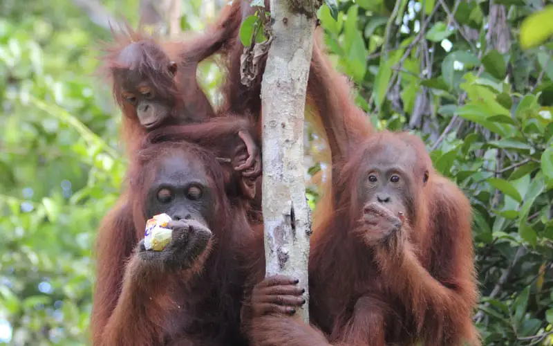 Drei Orang-Utans hängen gemeinsam an einem dünnen Baumstamm.