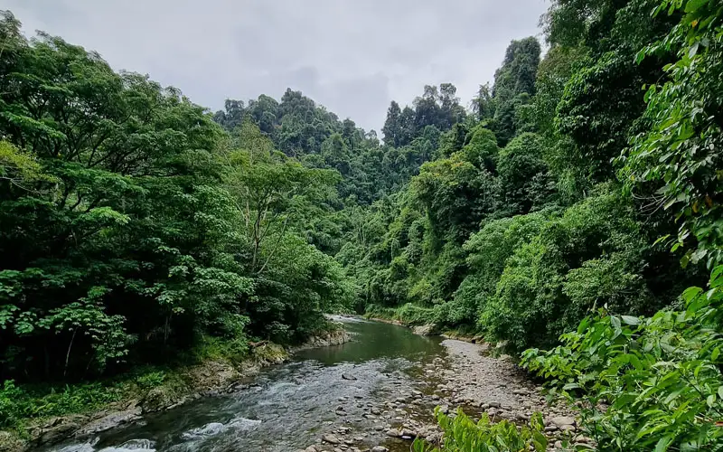 Ein dichtbewachsener Flusslauf im Regenwald.
