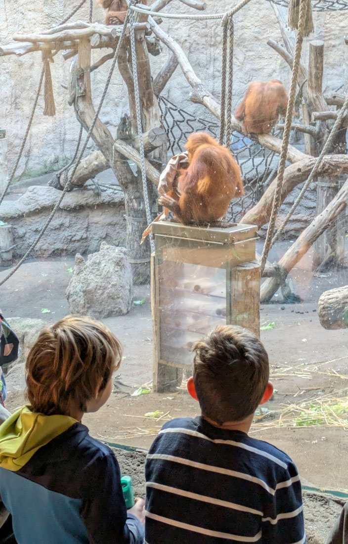 Mehrere Kinder beobachten Orang-Utans im Zoo Leipzig.
