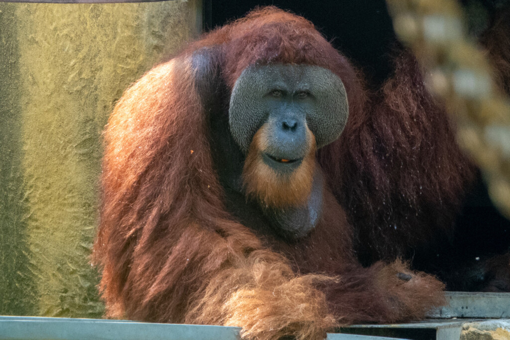 Das ausgewachsene Orang-Utan-Männchen, Krismon, im Orangutan Haven.