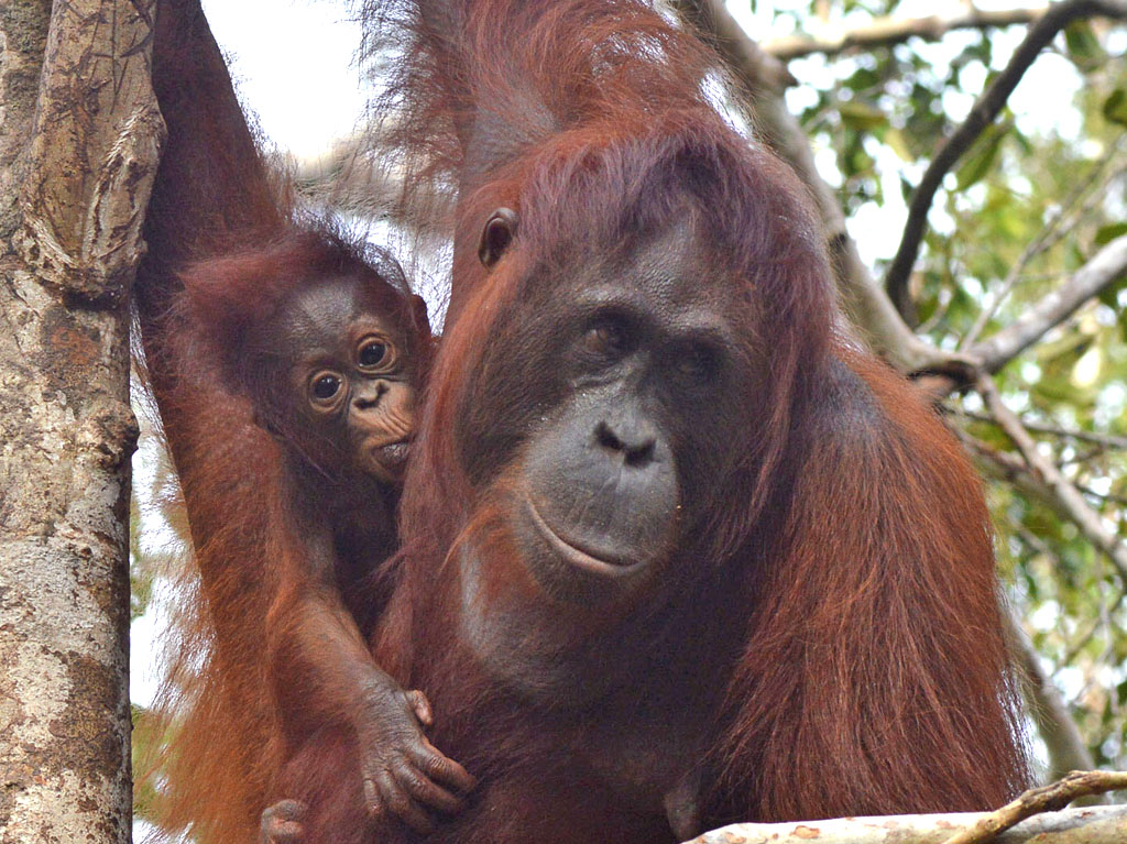 Eine Orang-Utan-Mutter hat ihr Neugeborenes im Arm und hält sich an einem Baumstamm fest.