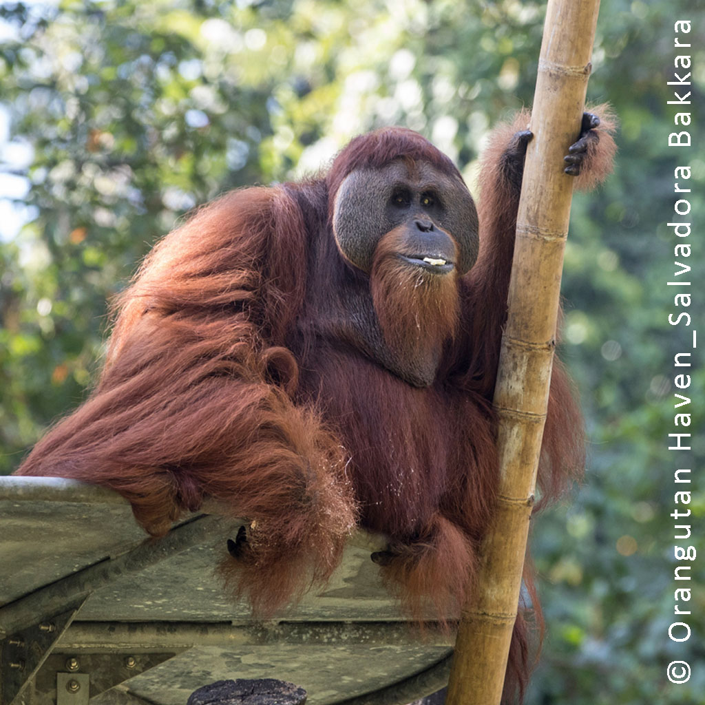 Das Orang-Utan-Männchen Leuser sitzt hoch oben auf einer Kletterplattform im Orangutan Haven und hält sich an einem Bambusrohr fest.