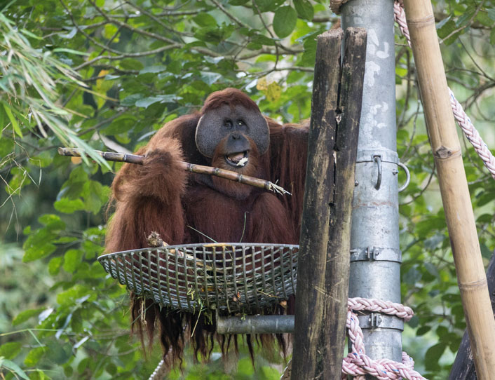 Das Orang-Utan-Männchen Leuser sitzt auf einer Plattform auf seiner Insel im Orangutan Haven. Er kaut genüsslich auf einem Ast.