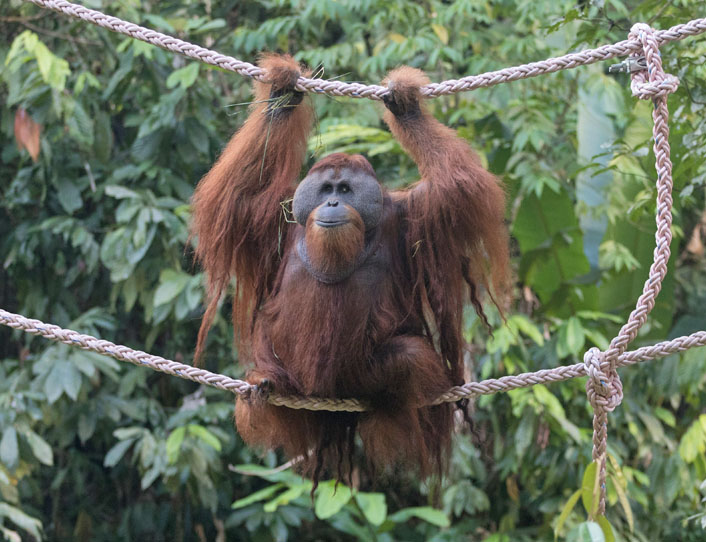 Das Orang-Utan-Männchen Leuser steht auf einer aus Seilen gefertigten Brücke auf seiner Insel im Orangutan Haven.