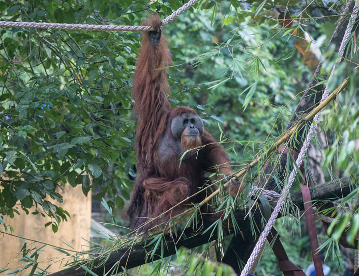 Das Orang-Utan-Männchen Leuser auf den Kletterstrukturen seiner Insel im Orangutan Haven.