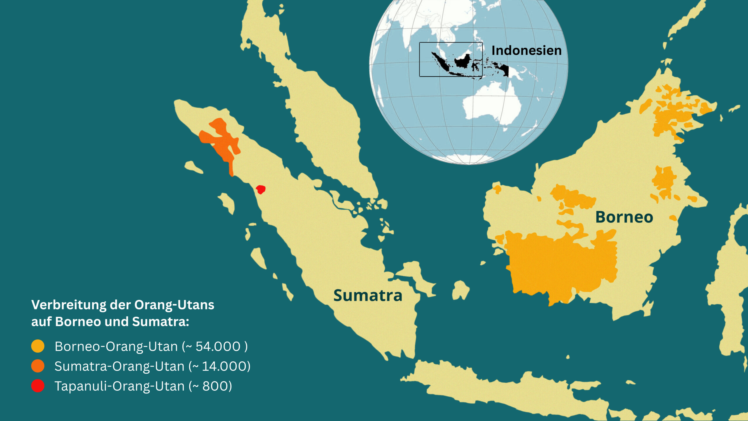 Eine Karte der indonesischen Inseln Sumatra und Borneo. Es ist verzeichnet, wo sich die Verbreitungsgebiete der Orang-Utans befinden und wie viele Individuen jeder Art es gibt.