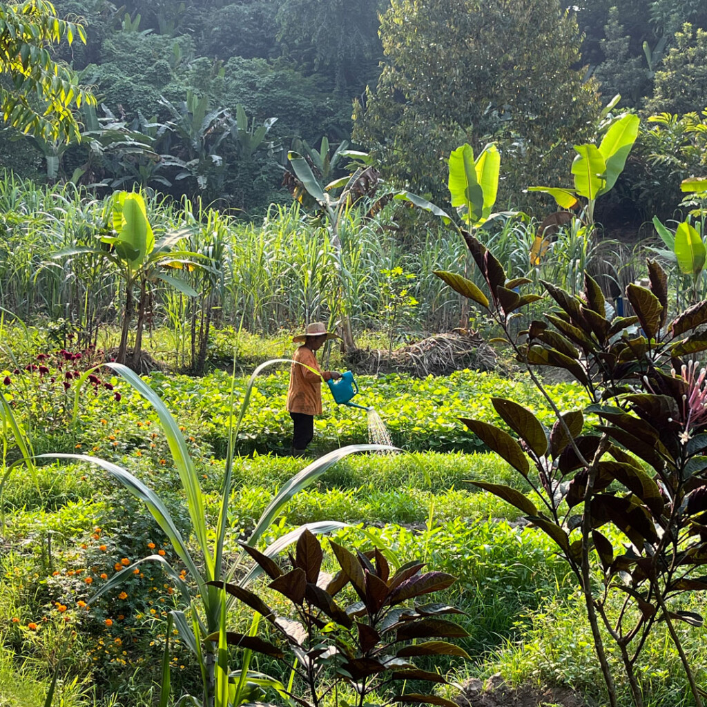 An Indonesian farmer waters a vegetable patch at the Orangutan Haven.