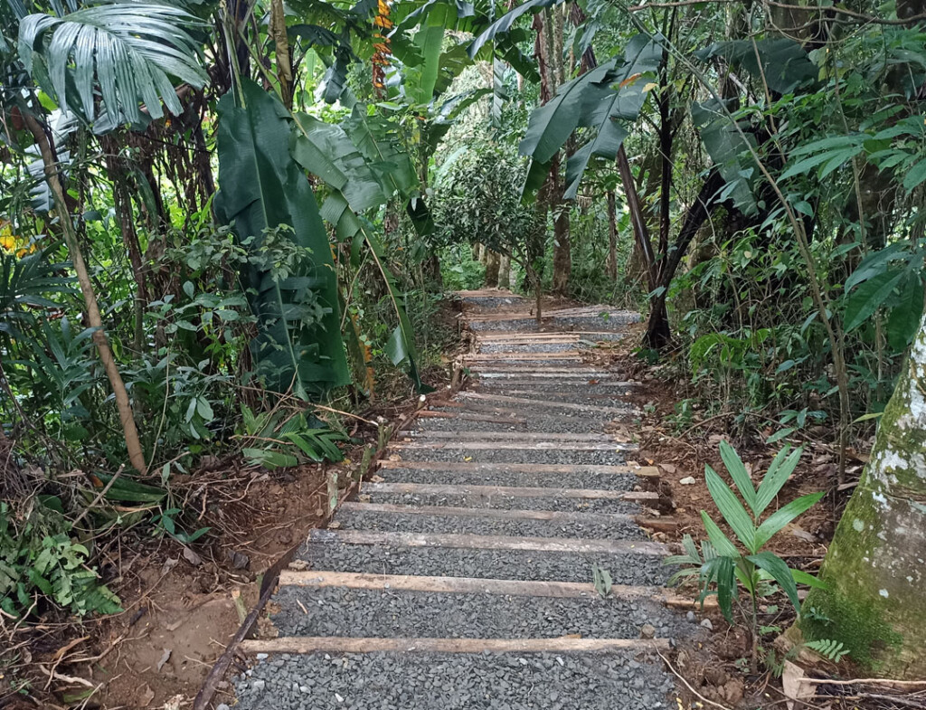 Die Aufnahme zeigt einen Teil der Naturlehrpfade durch den Wald. Es geht einige Stufen abwärts, umgeben von Bäumen und anderen Pflanzen.
