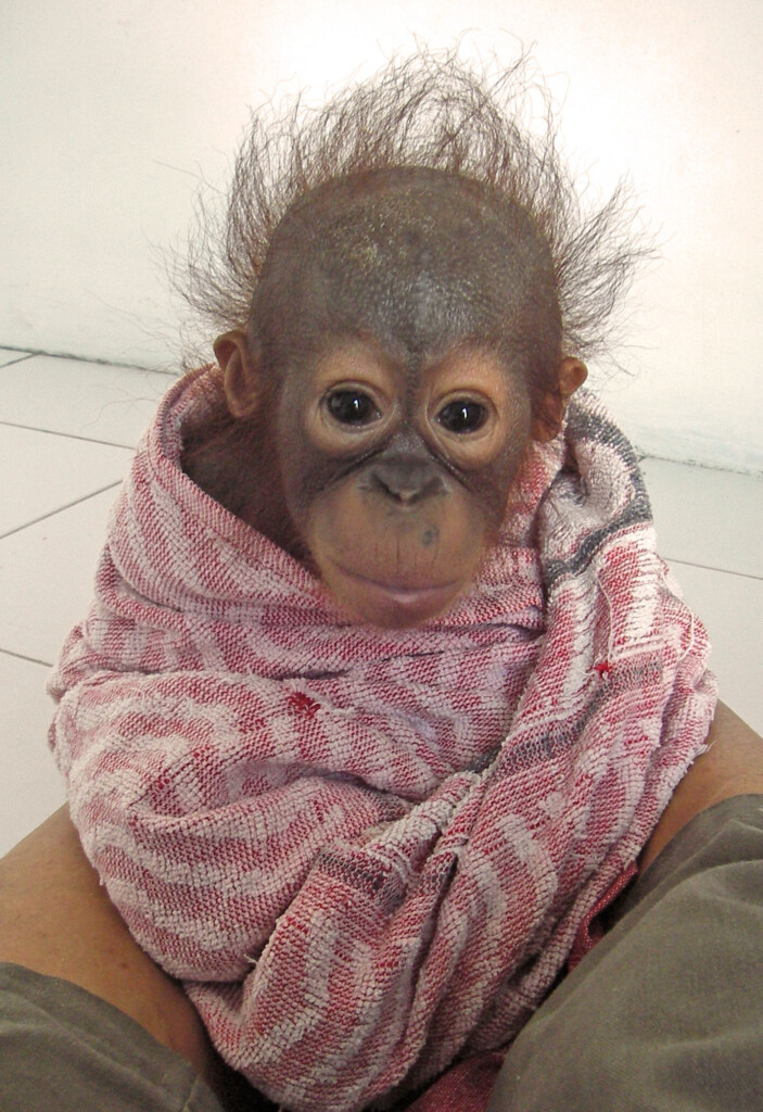 Ein Pfleger hält ein kleines Orang-Utan-Baby, das in ein Handtuch eingewickelt ist, auf seinem Schoß.