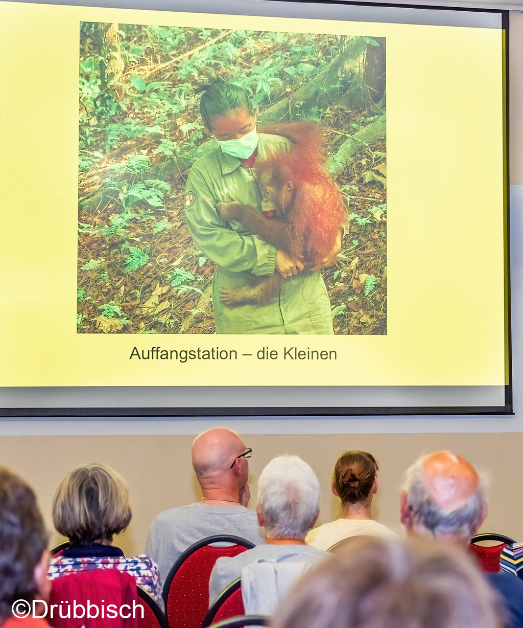 Orang-Utan-Tag_Zoo_Rostock_04