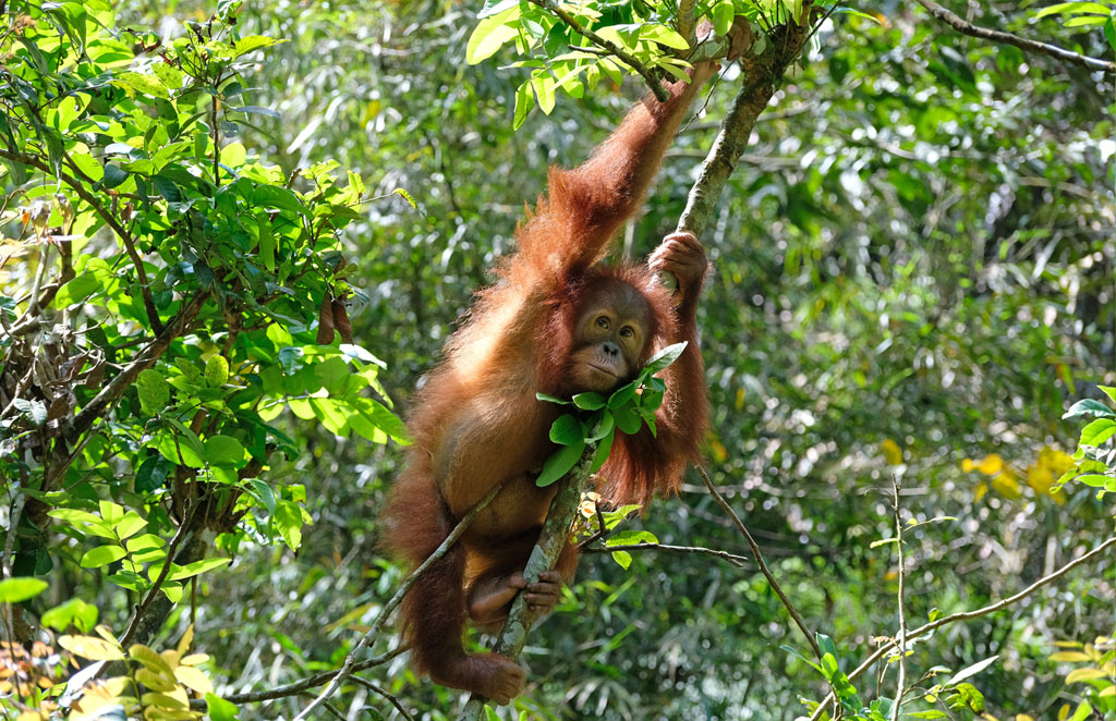 Das junge Orang-Utan-Weibchen Janet hängt an einem Ast in der Baumkrone.