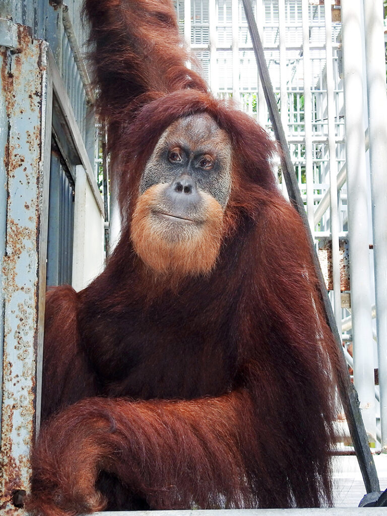 Portrait of the female orangutan Deknong.