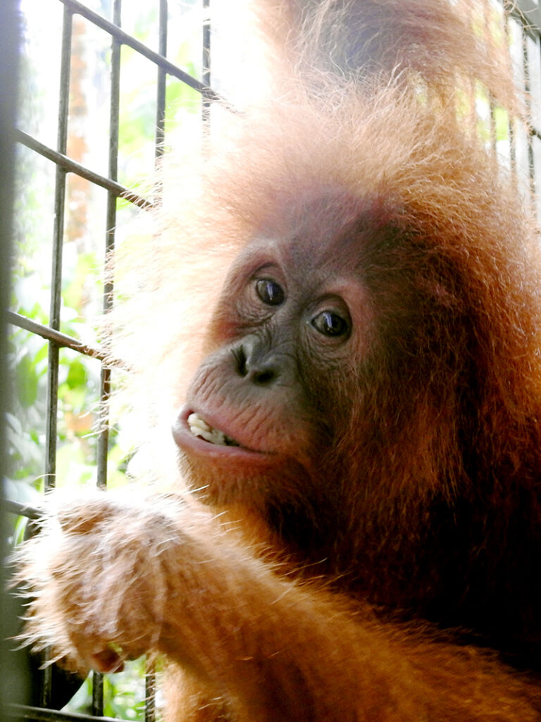 Portrait of the female orangutan Dina.