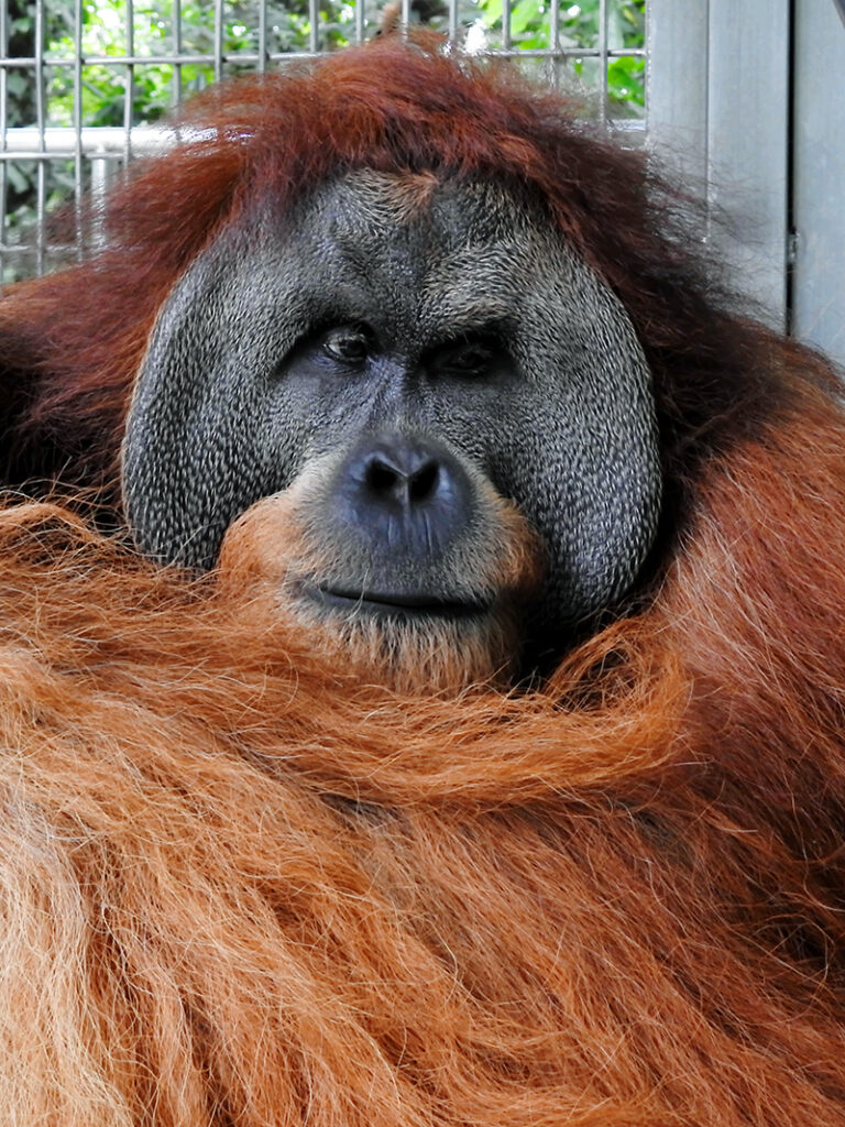 Portrait of the male orangutan Fahzren.