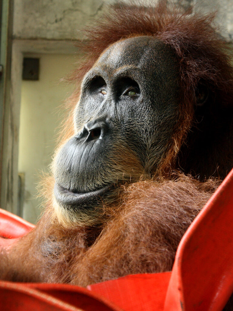 Portrait of the female orangutan Hope.
