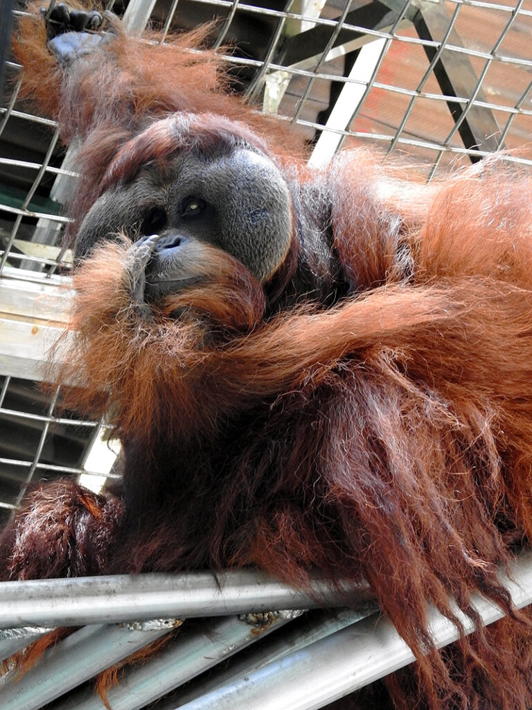 Portrait of the male orangutan Leuser.