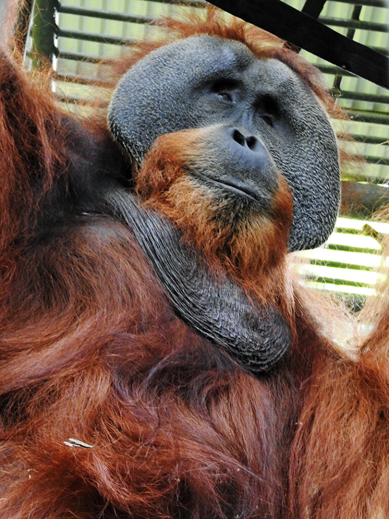 Portrait of the male orangutan Lewis.