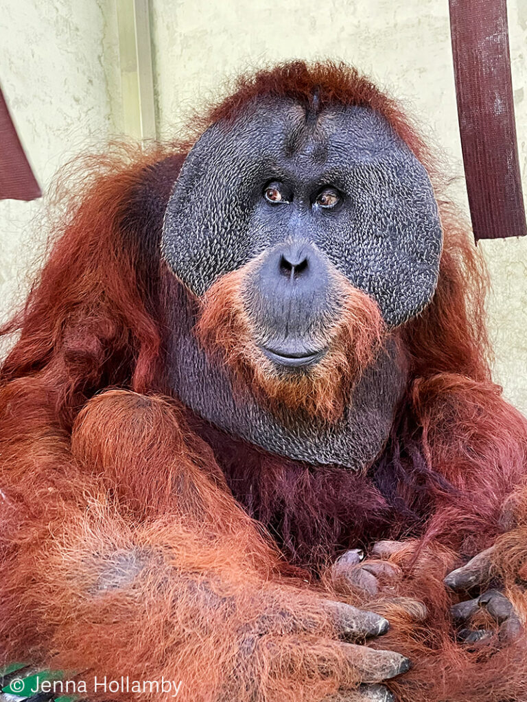Portrait of the male orangutan Paguh.