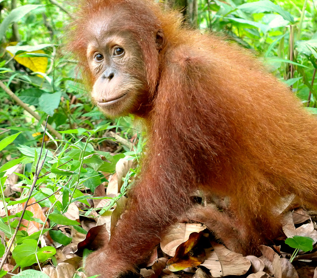 Der kleine Orang-Utan Otan läuft auf dem Waldboden und schaut in die Kamera.
