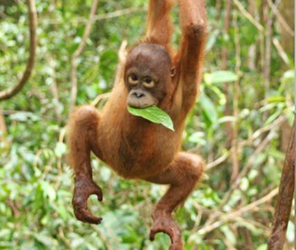 Ein junger Orang-Utan schwingt mit einem Blatt im Mund an einem Ast.