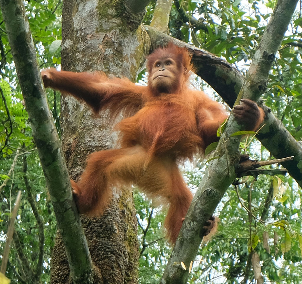 Ein junges Orang-Utan-Weibchen steht aufrecht auch zwei Ästen in einer Baumkrone.