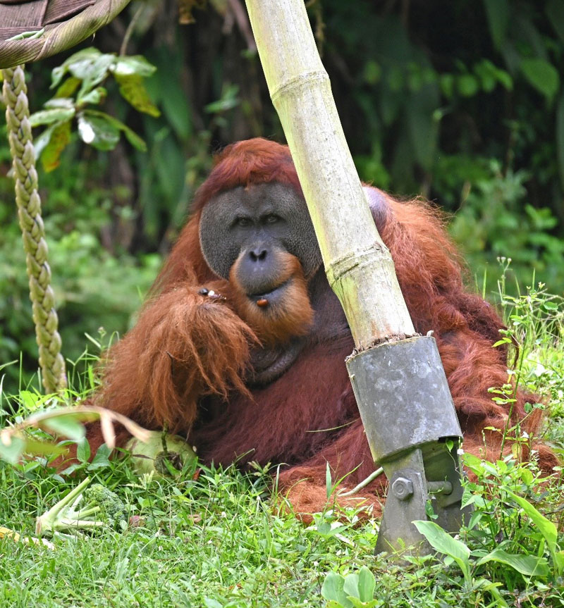 Ein erwachsener Orang-Utan sitzt auf seiner Insel im Orangutan Haven.