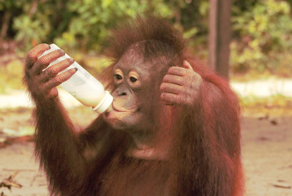 Ein junger Orang-Utan sitzt auf dem Waldboden und trinkt genüsslich Sojamilch aus einer Nuckelflasche.