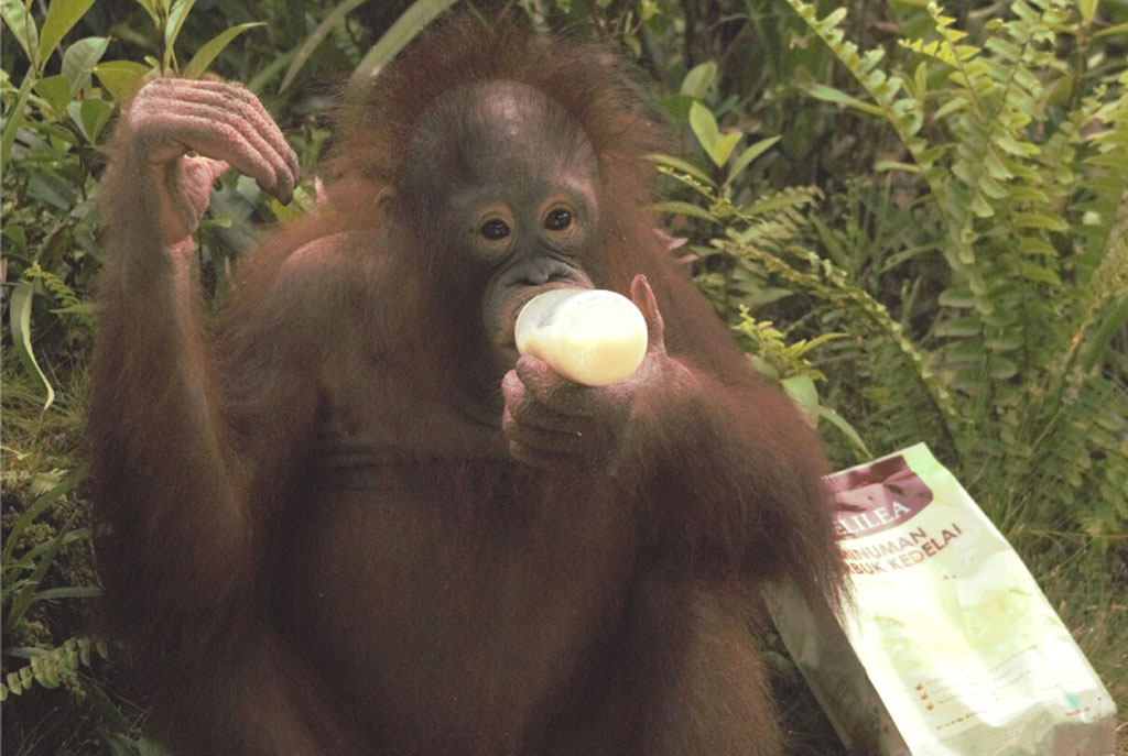 Ein junger Orang-Utan sitzt auf dem Waldboden und trinkt genüsslich Sojamilch aus einer Nuckelflasche.