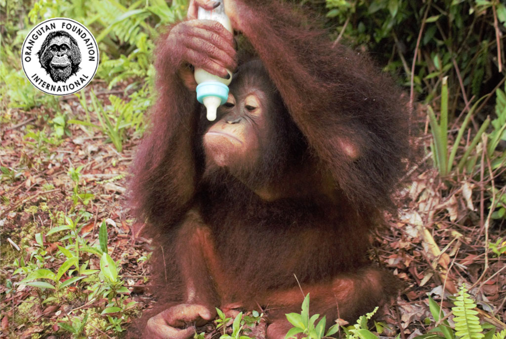 Ein junger Orang-Utan sitzt auf dem Waldboden und hält eine Nuckelflasche mit Sojamilch in beiden Händen und inspiziert diese gründlich.