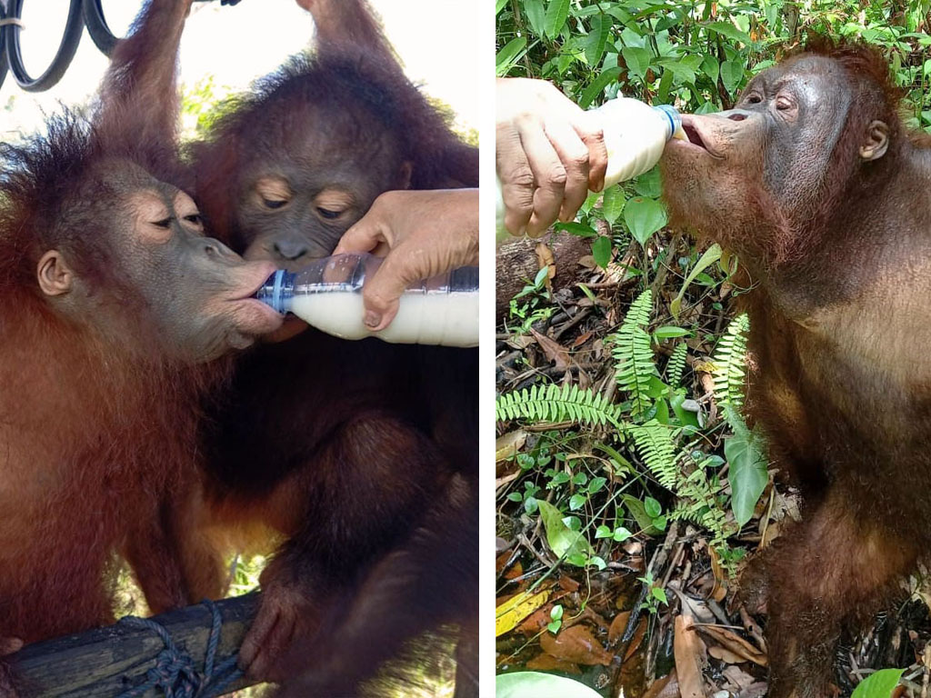 Bild links: Zwei junge Orang-Utans auf dem Orang-Utan-Spielplatz der Auffangstation. Einer der Orang-Utans wird mit Sajamilch aud einer Flasche gefüttert. Bild rechts: Ein junger Orang-Utan steht auf dem Waldboden und wird mit Sojamilch aus einer Flasche gefüttert.