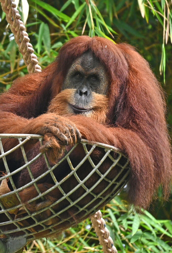 Ein Orang-Utan sitzt in seiner Nestplattform und guckt zufrieden in die Kamera.