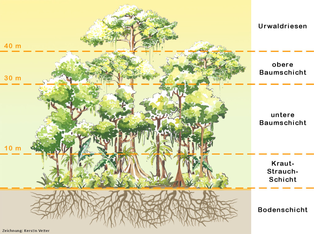 Der Stockwerkaufbau des Regenwaldes. Abgebildet sind verschiedene Bäume und Pflanzen mit unterschiedlicher Höhe. Die vier Etagen des Regenwaldes sind durch gestrichelte Linien voneinander abgegrenzt. Am rechte Rand steht die Bezeichnung und die Höhe jeder Etage: Die Kraut- Strauchschicht reicht bis 10 Meter, die untere Baumschicht reicht von 10 Meter bis 30 Meter, die obere Baumschicht reicht von 30 Meter bis 40 Meter und die Urwaldriesen beginnen ab 40 Meter.