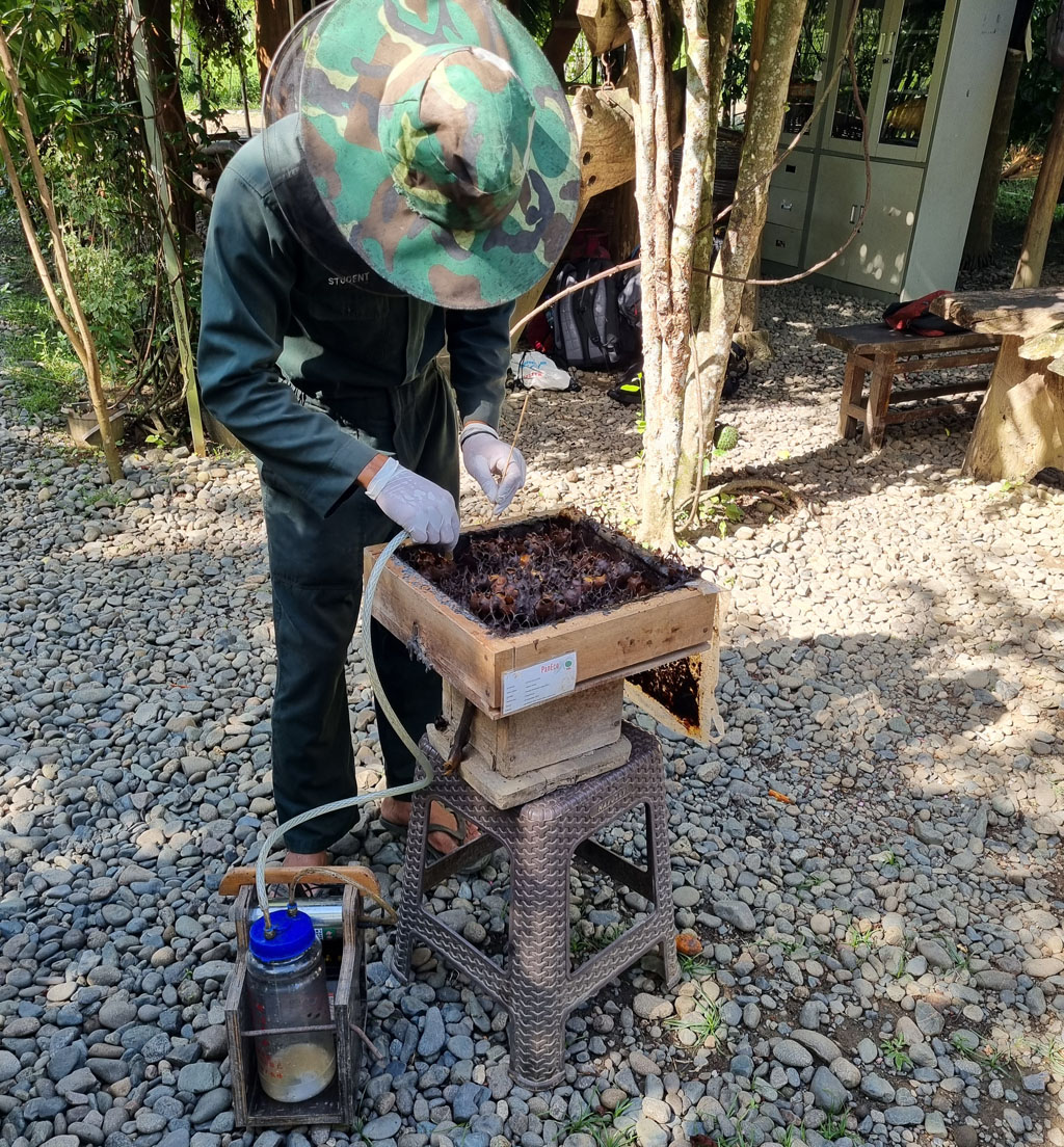 Ein Mitarbeiter steht vor einem Bienenstock und erntet Honig mit einer Pumpe.