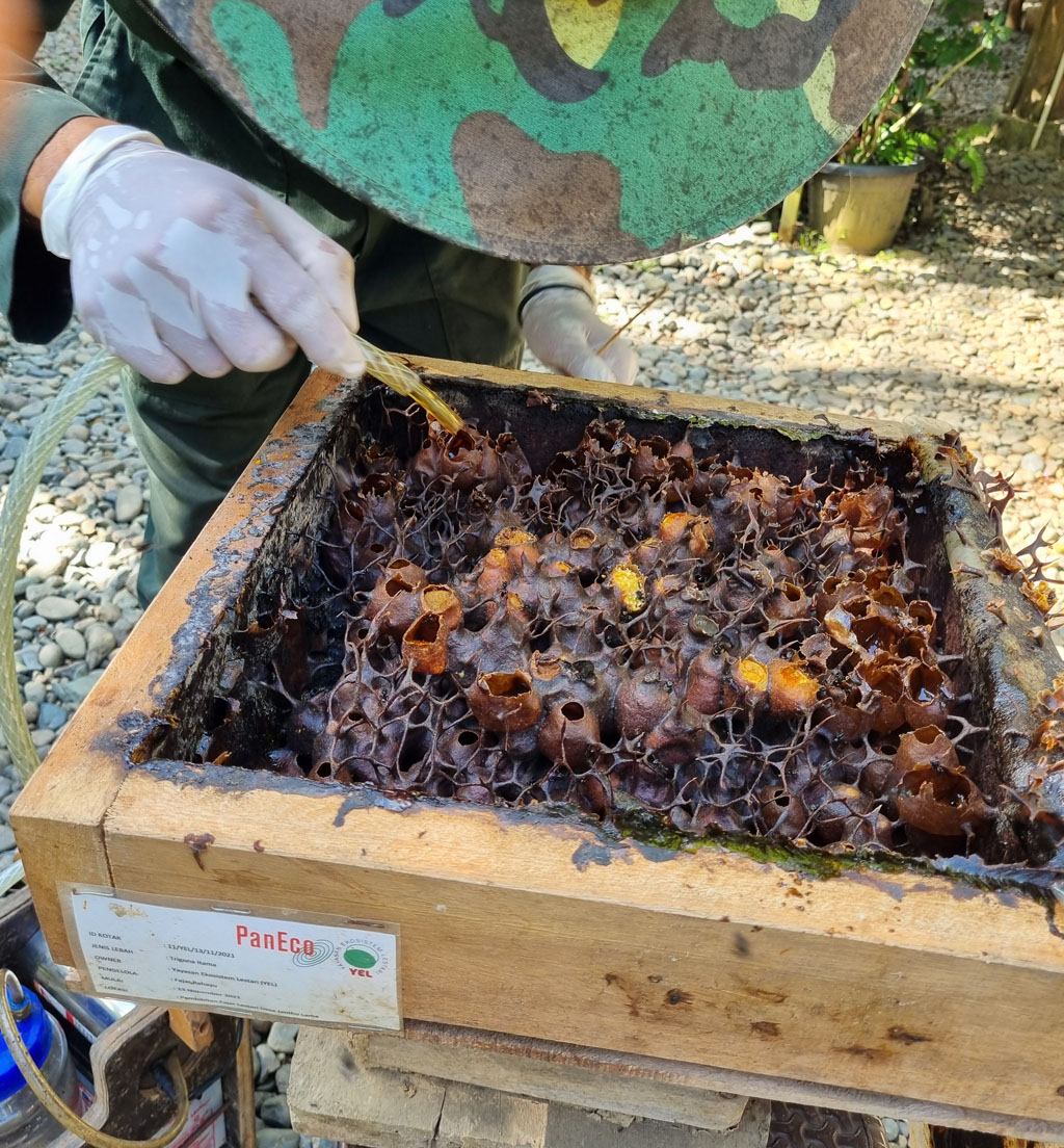 Nahaufnahme eines Bienenstocks der Trigona-Biene. Ein Mitarbeiter erntet den Honig mit einer Pumpe.