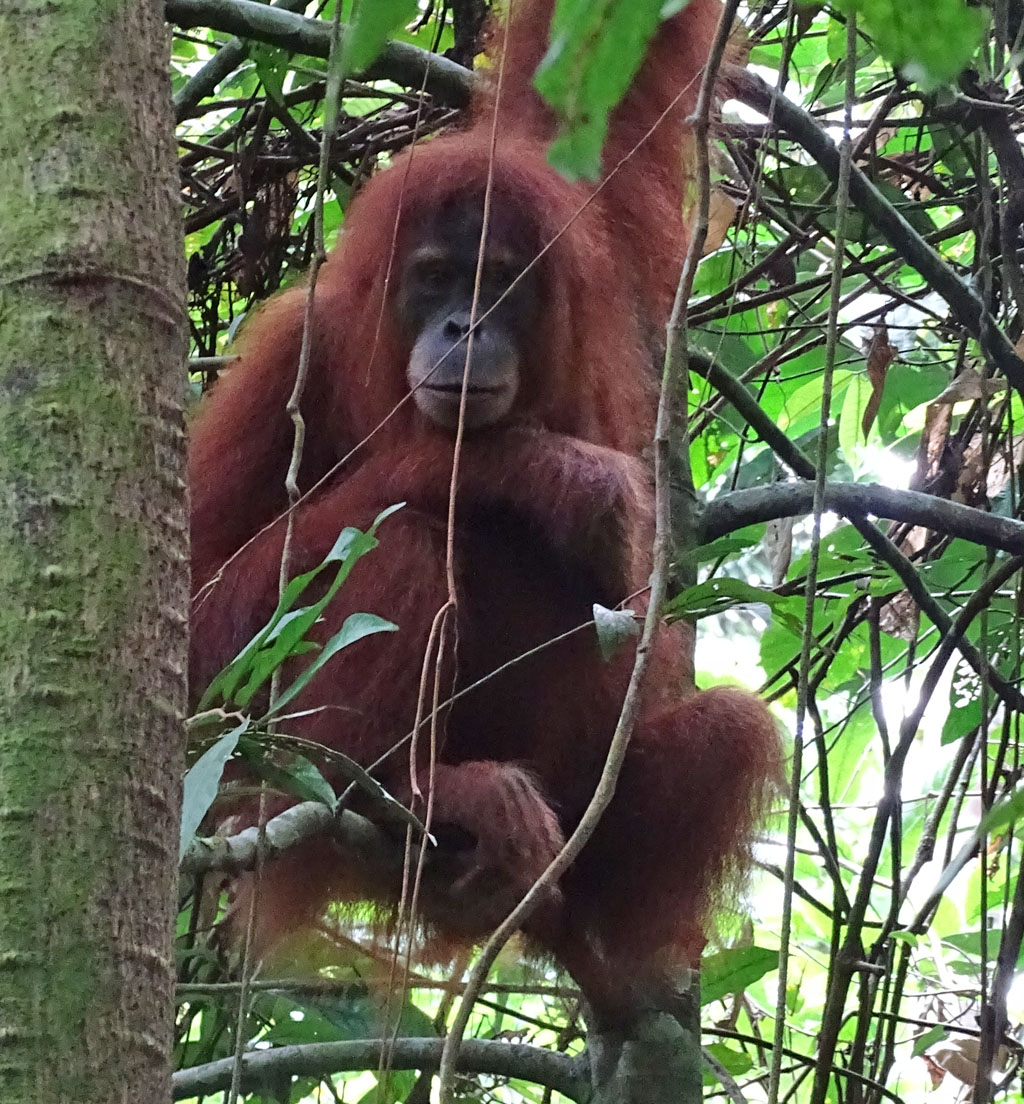 Ein Orang-Utan sitzt auf einem Ast im Baum.