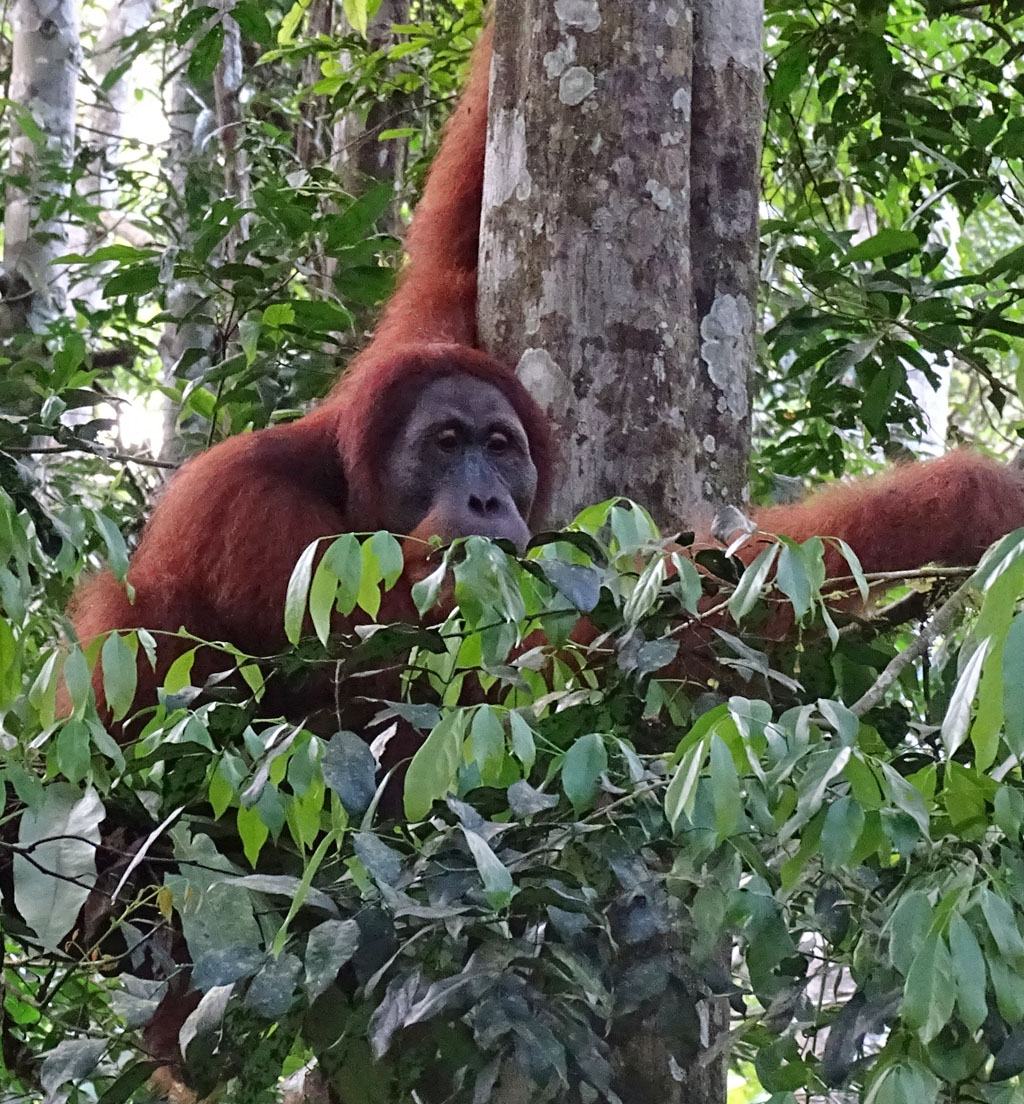 Ein Orang-Utan sitzt in seinem Nest in der Baumkrone.