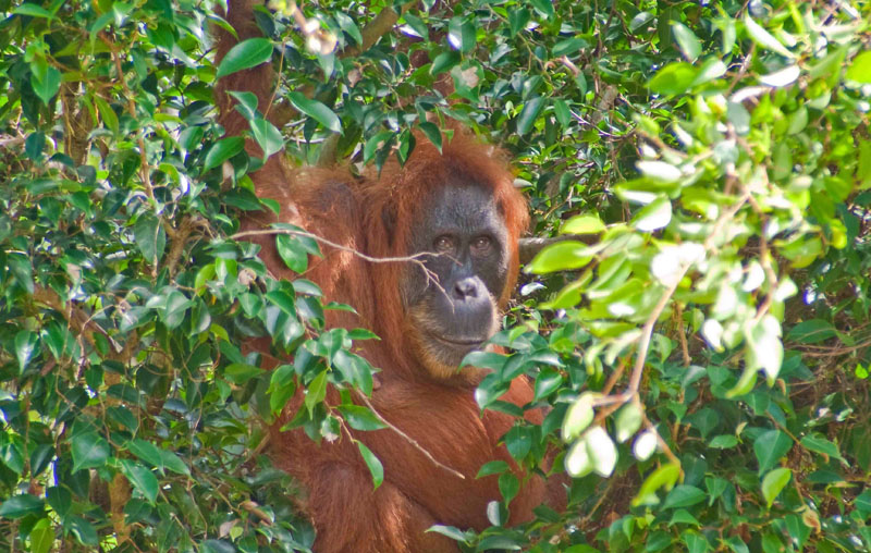 An orangutan sits in a treetop and looks through the dense canopy into the camera.