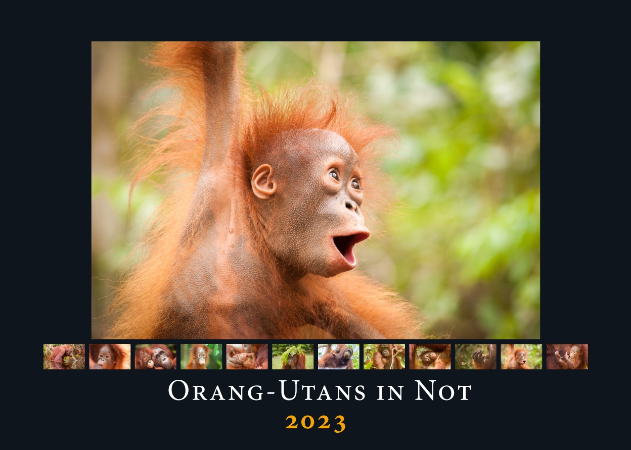 Die Titelseite des Kalenders 2023. Das Titelbild zeigt einen jungen Orang-Utan mit einem sehr überraschten Gesichtsausdruck. Unter dem Titelbild sind kleine Vorschaubilder der Monatsseiten aufgereiht.
