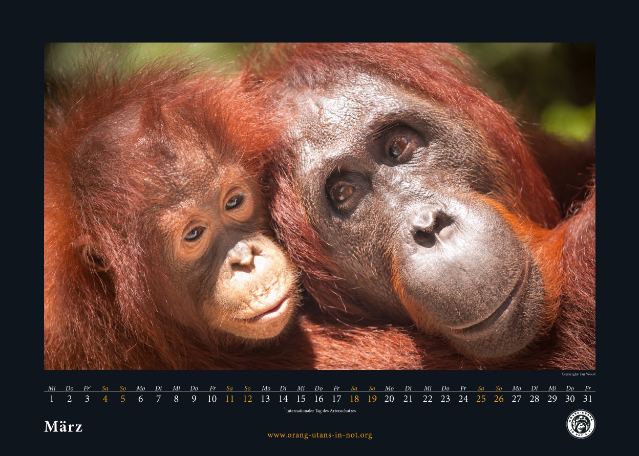 Die Kalenderseite für März 2023. Portrait einer Orang-Utan-Mutter mit ihrem Kind.